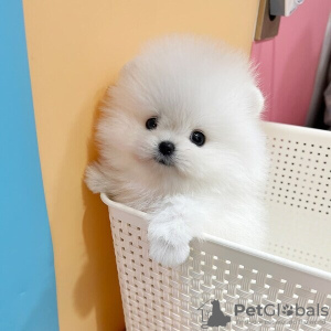 Photo №2 to announcement № 70353 for the sale of pomeranian - buy in United Kingdom private announcement