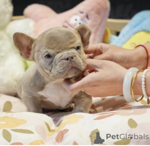 Photo №2 to announcement № 144359 for the sale of  - buy in Germany private announcement, breeder