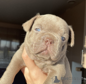 Photo №1. french bulldog - for sale in the city of Penza | 2760$ | Announcement № 31092