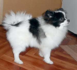 Photo №2 to announcement № 3227 for the sale of pomeranian - buy in Russian Federation private announcement, from nursery