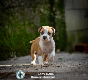 Photo №3. American Stafford Terrier puppies. Montenegro