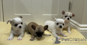 Photo №3. Smooth Coat Chihuahua Puppies For Sale. United States