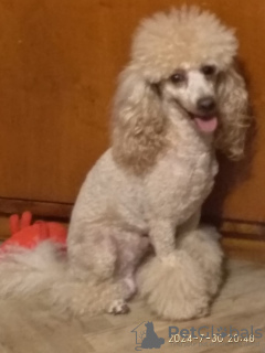 Photo №1. poodle (dwarf) - for sale in the city of Tbilisi | 370$ | Announcement № 121882