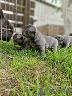 Photo №4. I will sell french bulldog in the city of Minsk. private announcement, from nursery - price - 387$