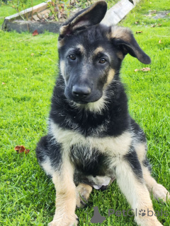 Photo №1. east-european shepherd - for sale in the city of Soligorsk | 647$ | Announcement № 150132