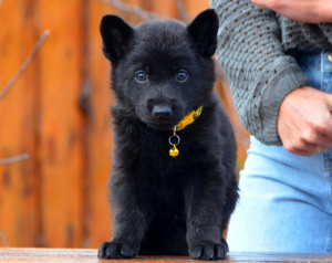 Photo №3. black male, German shepherd from 19.11, KSU / FCI metric. Ukraine