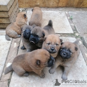 Photo №4. I will sell chow chow in the city of Kreivilä. private announcement - price - Is free