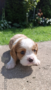 Photo №3. Purebred Cavalier King Charles Spaniel puppies.. Estonia