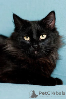 Photo №3. Iman of a mischievous tail. Belarus