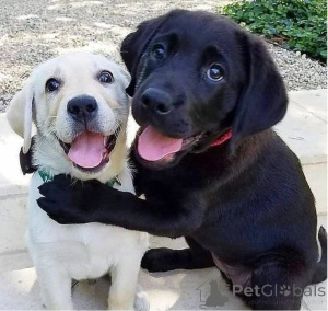 Photo №1. labrador retriever - for sale in the city of Zürich | 774$ | Announcement № 160466