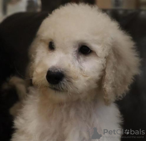 Photo №2 to announcement № 115399 for the sale of poodle (toy) - buy in United States 