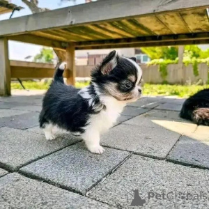 Photo №4. I will sell chihuahua in the city of Helsinki. private announcement, from the shelter, breeder - price - 516$