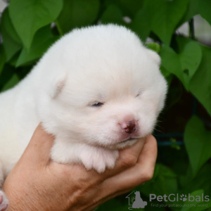 Photo №2 to announcement № 57773 for the sale of akita - buy in Ukraine from nursery, breeder