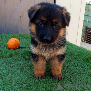 Photo №4. I will sell german shepherd in the city of Michigan City. private announcement, breeder - price - negotiated