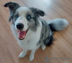 Additional photos: Border Collie / Blue merle / Show type / male / FCI / ZKwP