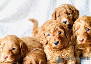 Photo №1. english cocker spaniel - for sale in the city of Biruliškės | negotiated | Announcement № 159860