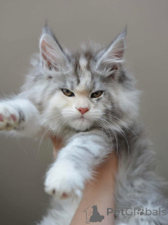 Photo №1. maine coon - for sale in the city of Cavan | negotiated | Announcement № 155174