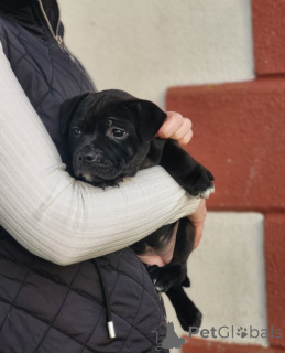 Photo №1. staffordshire bull terrier - for sale in the city of Fijnaart | negotiated | Announcement № 172904