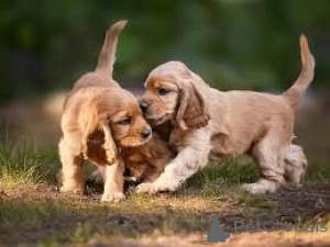 Photo №1. american cocker spaniel - for sale in the city of Iowa City | 800$ | Announcement № 161266
