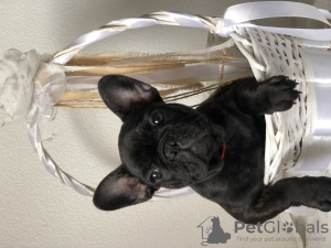 Photo №1. french bulldog - for sale in the city of Daugavpils | negotiated | Announcement № 23871