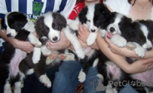 Photo №1. non-pedigree dogs - for sale in the city of Bamberg | Is free | Announcement № 118080