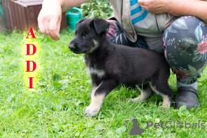 Additional photos: VEO Eastern Shepherd Puppies