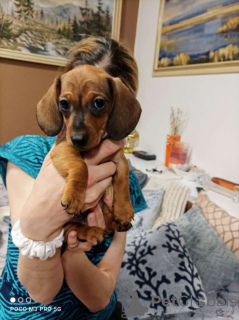 Photo №1. dachshund - for sale in the city of London | 300$ | Announcement № 43805