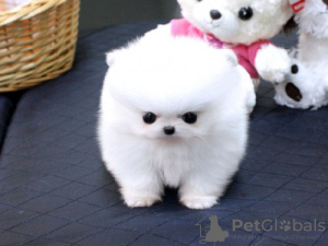 Photo №3. Admirable luff dwarf spitz puppy. France