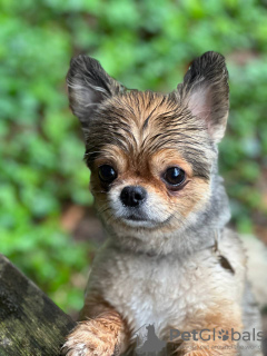 Photo №3. The user has a long-haired Chihuahua who is 5 years old, very kind, cute, and in Netherlands. Announcement № 133599