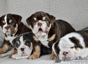 Photo №1. english bulldog - for sale in the city of Minsk | 2000$ | Announcement № 79654