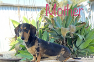 Photo №2 to announcement № 95710 for the sale of dachshund - buy in Poland private announcement