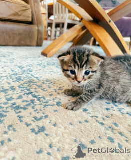 Photo №2 to announcement № 151217 for the sale of bengal cat - buy in Australia breeder