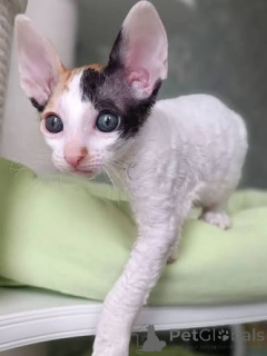 Photo №1. cornish rex - for sale in the city of Þorlákshöfn | negotiated | Announcement № 173232