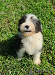 Photo №4. I will sell bearded collie in the city of Tennessee City.  - price - Is free