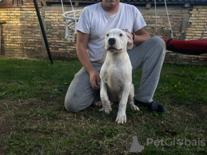 Photo №3. Dogo Argentino puppies. Serbia