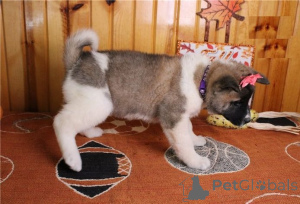 Photo №1. akita - for sale in the city of Лидс | 471$ | Announcement № 140133