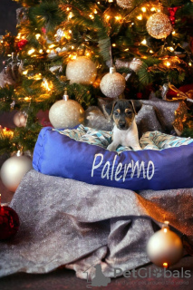 Photo №2 to announcement № 82385 for the sale of brazilian terrier - buy in Poland breeder