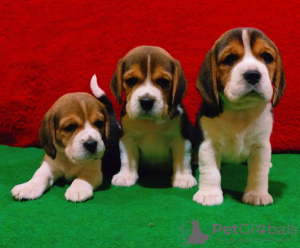 Photo №1. beagle - for sale in the city of Bern | 687$ | Announcement № 50240
