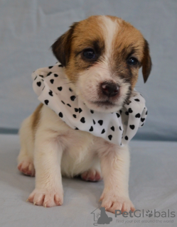 Additional photos: Jack Russell puppies