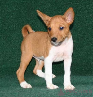 Photo №1. basenji - for sale in the city of Vienna | negotiated | Announcement № 124805