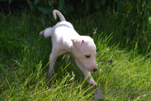 Photo №4. I will sell italian greyhound in the city of Brest. private announcement - price - 1500$