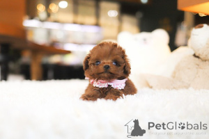 Photo №4. I will sell poodle (toy) in the city of Charleston. breeder - price - negotiated