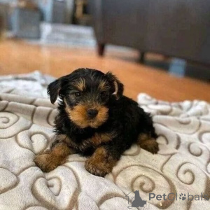 Photo №1. yorkshire terrier - for sale in the city of Berlin | 568$ | Announcement № 167653