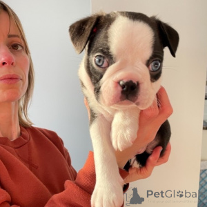Photo №1. boston terrier - for sale in the city of Leverkusen | negotiated | Announcement № 176968