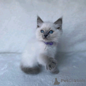 Photo №2 to announcement № 137098 for the sale of siamese cat - buy in Germany breeder