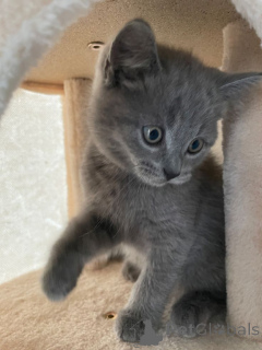 Photo №1. russian blue - for sale in the city of Aizlingen | 413$ | Announcement № 157349