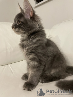 Photo №4. I will sell maine coon in the city of Pyatigorsk. private announcement - price - 716$