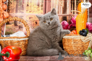 Photo №1. british shorthair - for sale in the city of Balta | negotiated | Announcement № 165888