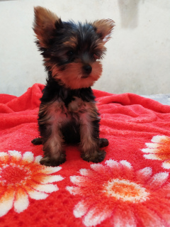 Photo №2 to announcement № 3848 for the sale of yorkshire terrier - buy in Russian Federation from nursery