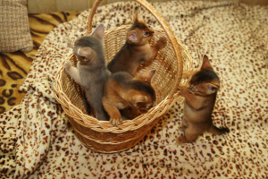 Photo №2 to announcement № 1364 for the sale of abyssinian cat - buy in Belarus from nursery, breeder